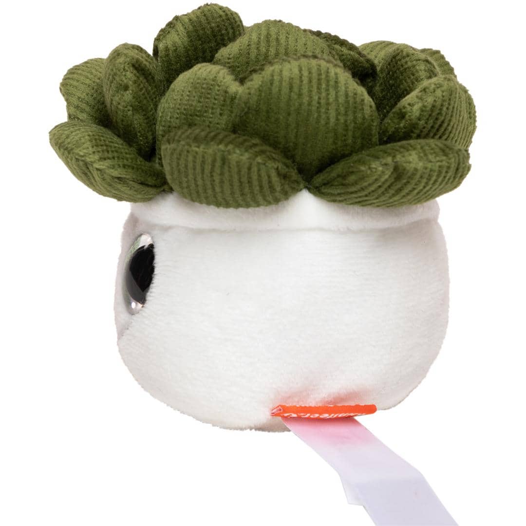Schmoozies® Evergreenies® Sukkulente