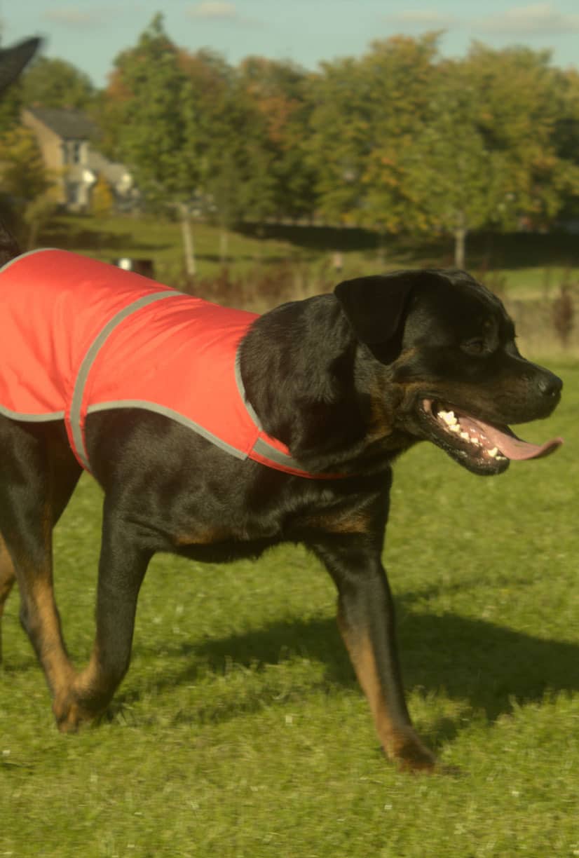 Hi-Vis Dog´s Vest