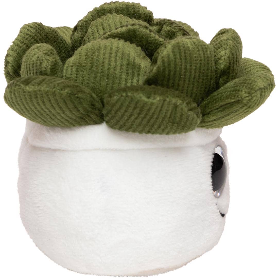 Schmoozies® Evergreenies® Sukkulente
