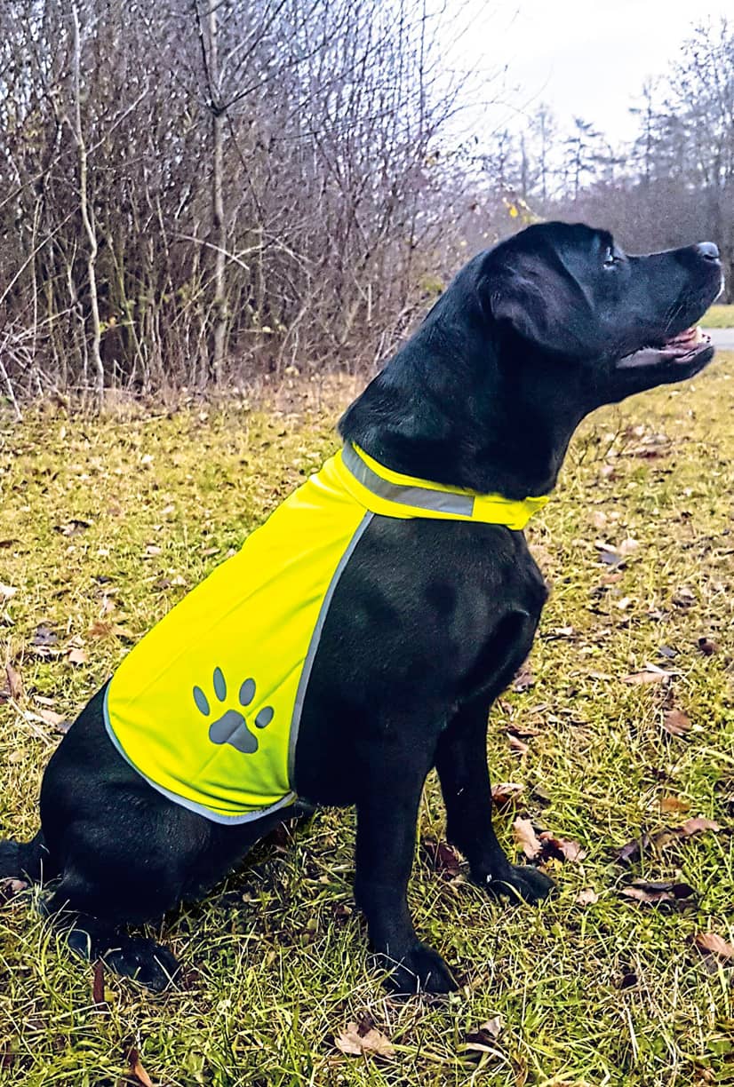 Stretchy Hi-Vis Safety Vest For Dogs Buenos Aires